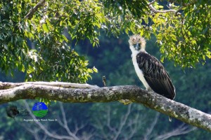 Conservation, protection of endangered PH eagle pushed